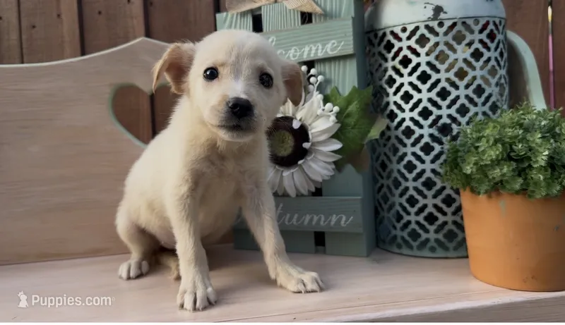 Jolly – Labrador Retriever puppy for sale in Springfield, MO