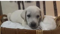 Buddy, a male Labrador Retriever for sale in Springfield, MO – 6 of 6