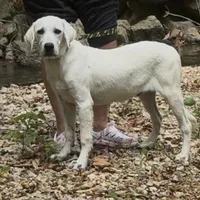 Russel ACA Reg. , a male Labrador Retriever for sale in Springfield, MO – Photo 1 of 5