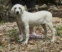 Russel, a male Labrador Retriever for sale in Springfield, MO – Photo 1 of 5