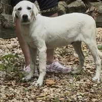 Russel ACA Reg. , a male Labrador Retriever for sale in Springfield, MO – Photo 2 of 5
