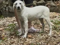 Russel, a male Labrador Retriever for sale in Springfield, MO – Photo 2 of 5