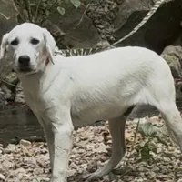Russel ACA Reg. , a male Labrador Retriever for sale in Springfield, MO – Photo 4 of 5