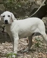Russel, a male Labrador Retriever for sale in Springfield, MO – Photo 4 of 5