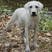 Russel ACA Reg. , a male Labrador Retriever for sale in Springfield, MO – Photo 5 of 5