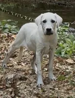 Russel, a male Labrador Retriever for sale in Springfield, MO – Photo 5 of 5