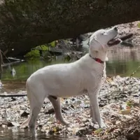 Russel ACA Reg. , a male Labrador Retriever for sale in Springfield, MO – Photo 3 of 5