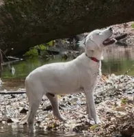 Russel, a male Labrador Retriever for sale in Springfield, MO – Photo 3 of 5