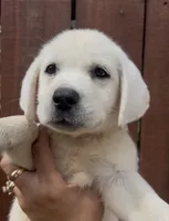 Presley, a female Labrador Retriever for sale in Springfield, MO – 6 of 10