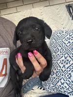 Millie, a female Chow Chow and Labrador Retriever for sale in Springfield, MO – 8 of 10
