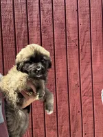 Sally, a female Labrador Retriever and English Mastiff for sale in Springfield, MO – 5 of 5