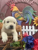 Maggie, a female Labrador Retriever for sale in Springfield, MO – 2 of 6