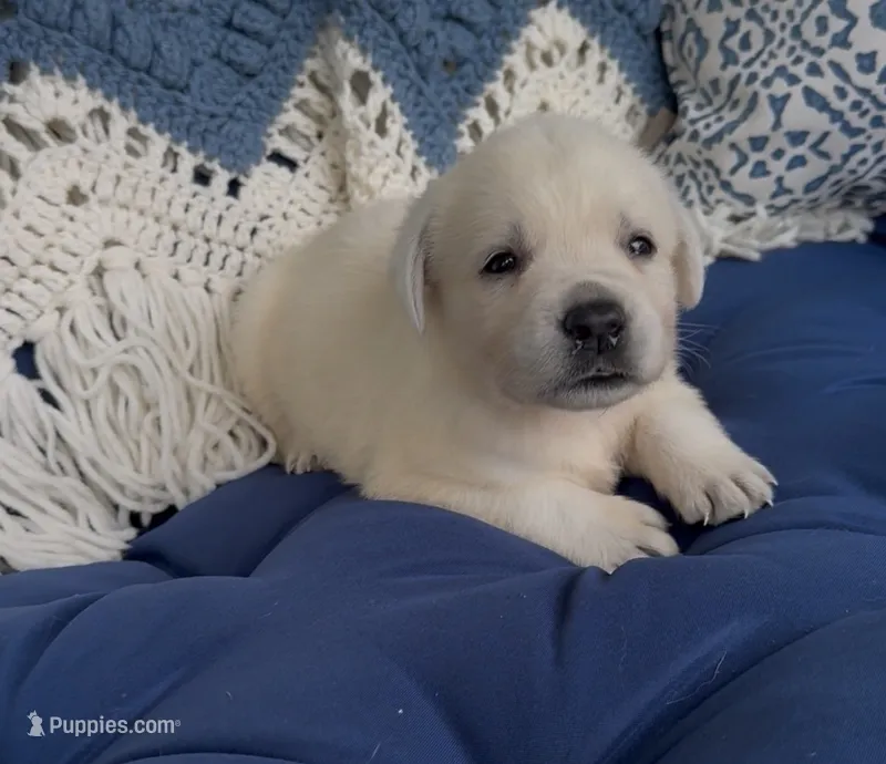 River – Labrador Retriever puppy for sale in Springfield, MO