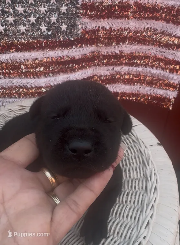Jackson – Labrador Retriever puppy for sale in Springfield, MO