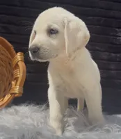 Sissy, a female Labrador Retriever for sale in Springfield, MO – 2 of 8