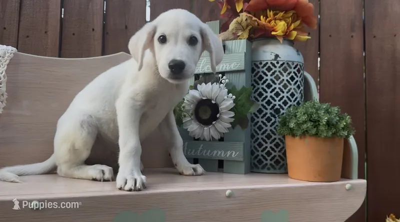 Tomaz – Labrador Retriever puppy for sale in Springfield, MO