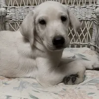 Dozer, a male Labrador Retriever for sale in Springfield, MO – 1 of 1