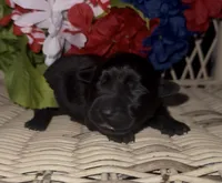 Nugget, a male Labrador Retriever for sale in Springfield, MO – 2 of 5