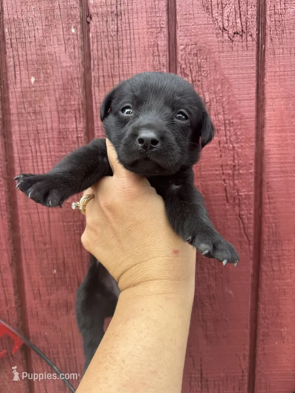Aspen – Labrador Retriever puppy for sale in Springfield, MO