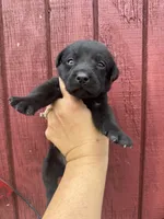 Aspen, a female Labrador Retriever for sale in Springfield, MO – 1 of 6