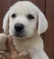 Sissy, a female Labrador Retriever for sale in Springfield, MO – 1 of 8