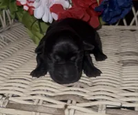Aspen, a female Labrador Retriever for sale in Springfield, MO – 4 of 6