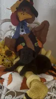 Sally, a female Labrador Retriever for sale in Springfield, MO – 4 of 9