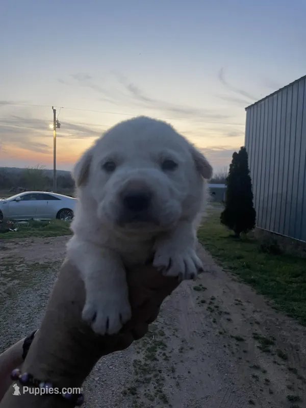 Max – Labrador Retriever puppy for sale in Springfield, MO