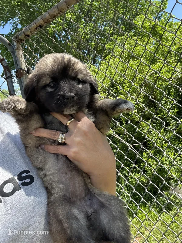 Tank – Labrador Retriever, English Mastiff puppy for sale in Springfield, MO