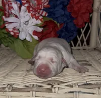 Mia, a female Labrador Retriever for sale in Springfield, MO – 4 of 4