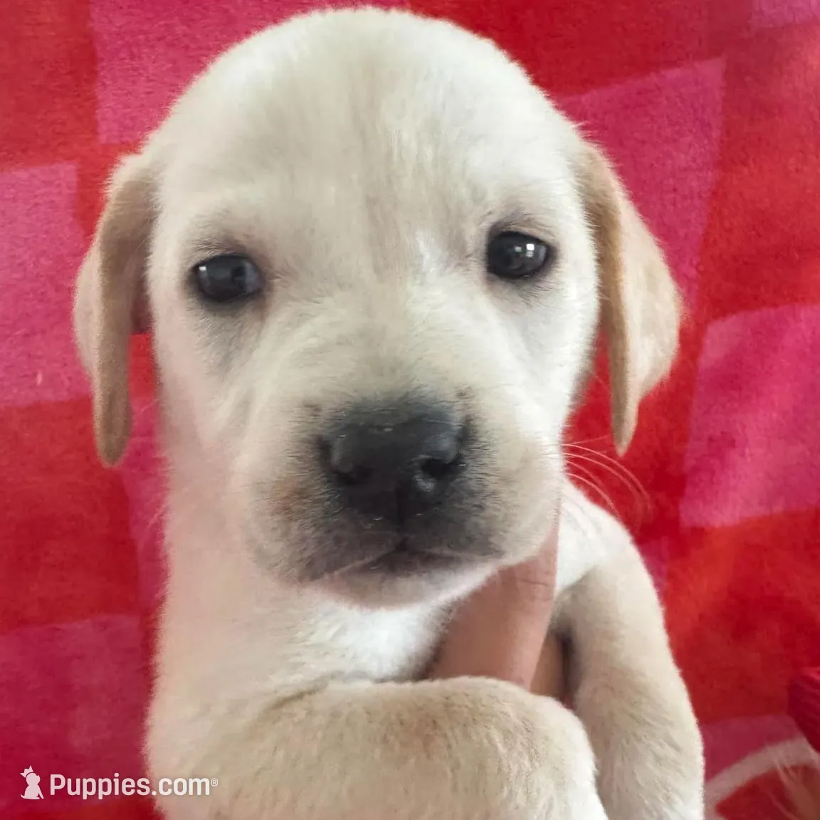 Leslie, a female Labrador Retriever for sale in Springfield, MO – Photo 6 of 9