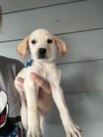Leslie, a female Labrador Retriever for sale in Springfield, MO – Photo 7 of 9