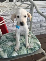 Leslie, a female Labrador Retriever for sale in Springfield, MO – Photo 5 of 9