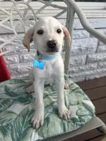 Leslie, a female Labrador Retriever for sale in Springfield, MO – Photo 3 of 9