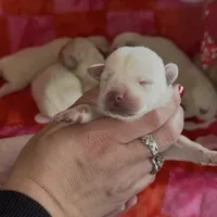 Leslie, a female Labrador Retriever for sale in Springfield, MO – Photo 9 of 9