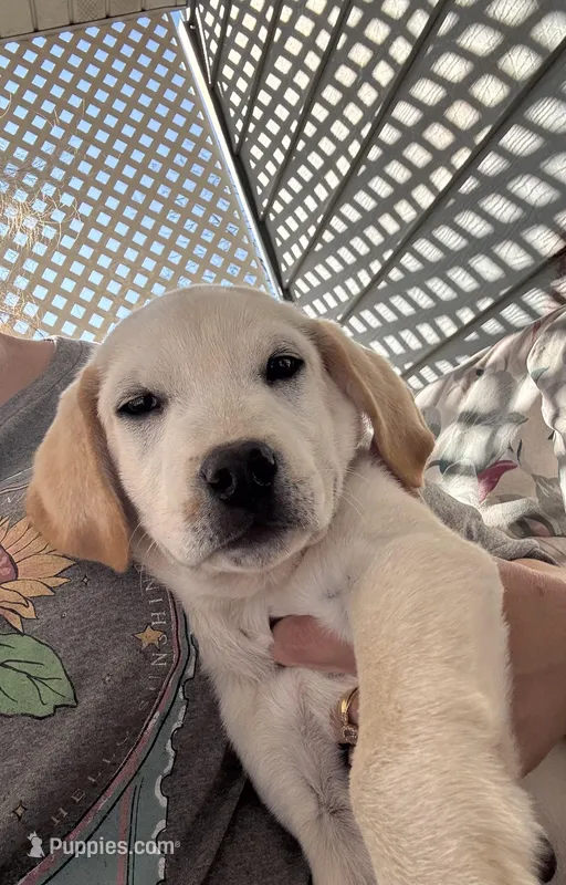 Leslie – Labrador Retriever puppy for sale in Springfield, MO