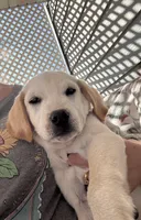 Leslie, a female Labrador Retriever for sale in Springfield, MO – Photo 1 of 9