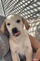 Leslie, a female Labrador Retriever for sale in Springfield, MO – Photo 8 of 9