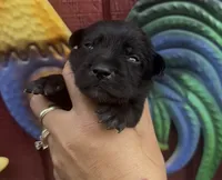 Jack, a male Labrador Retriever for sale in Springfield, MO – 8 of 9