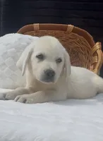 Presley, a female Labrador Retriever for sale in Springfield, MO – 9 of 10