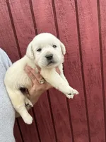 Gorge , a male Labrador Retriever for sale in Springfield, MO – 1 of 8