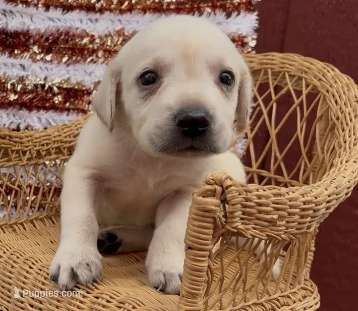 Aspen – Chow Chow, Labrador Retriever puppy for sale in Springfield, MO