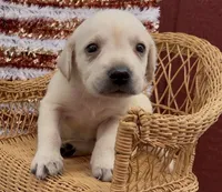 Aspen, a female Chow Chow and Labrador Retriever for sale in Springfield, MO – 1 of 2