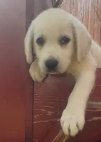 Presley, a female Labrador Retriever for sale in Springfield, MO – 10 of 10