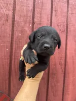 Rusty, a male Labrador Retriever for sale in Springfield, MO – 8 of 10