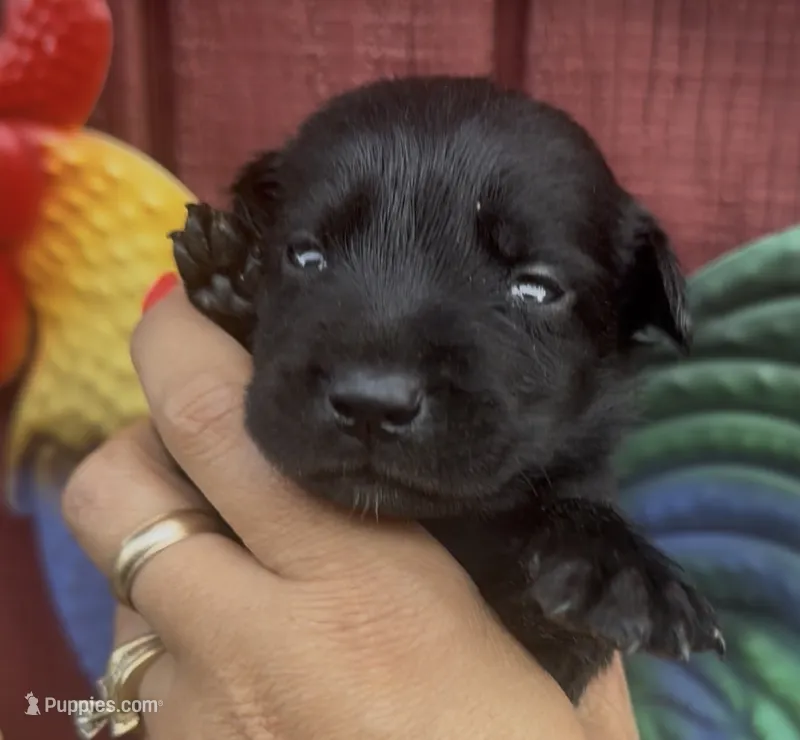 Millie – Labrador Retriever puppy for sale in Springfield, MO
