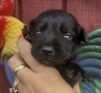Millie, a female Chow Chow and Labrador Retriever for sale in Springfield, MO – 3 of 10
