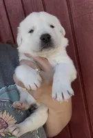 Hucky, a male Labrador Retriever for sale in Springfield, MO – Photo 2 of 3