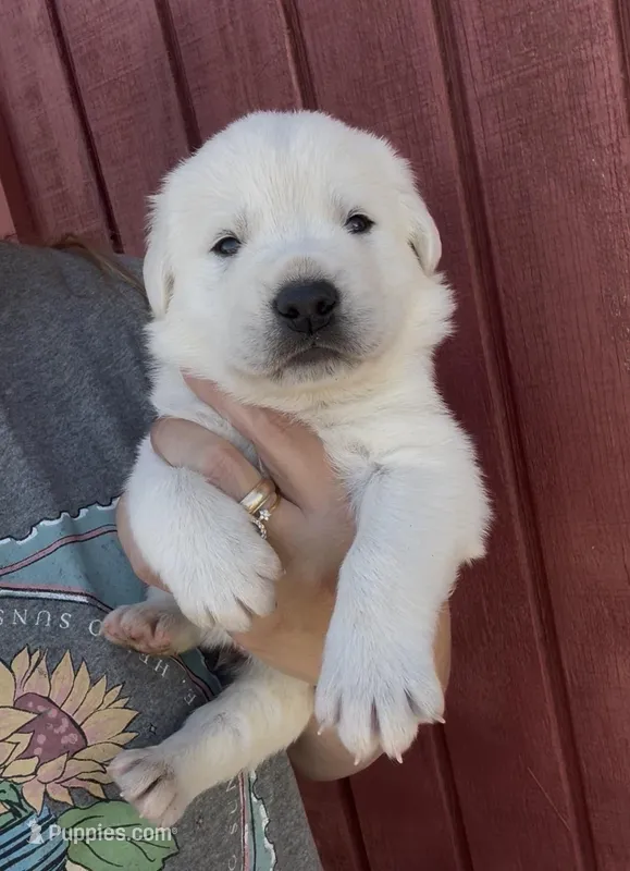 Hucky – Labrador Retriever puppy for sale in Springfield, MO