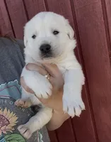 Hucky, a male Labrador Retriever for sale in Springfield, MO – Photo 3 of 3